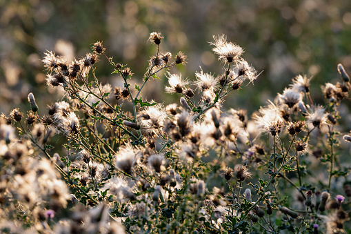 Summertime side view back lit close-up of wildflower 'curly plumeless thistle' seed heads (Carduus Crispus), shallow DOF