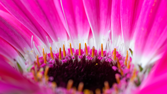 Vibrant macro side/top view close-up of the flower head of a blooming Gerbera plant with pink petals and white and yellow inner edge - shallow DOF, focus is on the yellow stamen