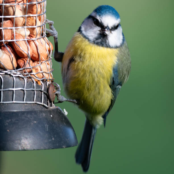 istock A Eurasian blue tit, Cyanistes caeruleus perching on a peanut bird feeder looking straight at the camera 2041174801