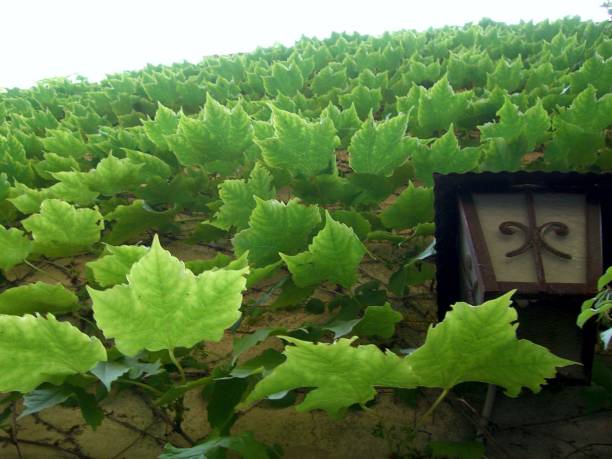 Green ivy climbs a wall overhead decorated with a lamp.