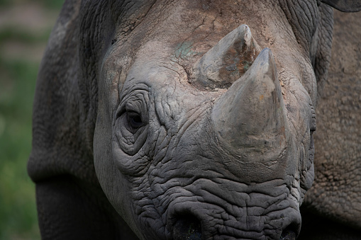 The Eastern Black Rhinoceros (Diceros bicornis michaeli), also known as the East African Black Rhinoceros.