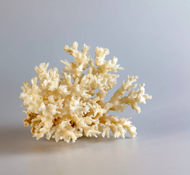 istock Sea coral souvenir. Isolated on a white background. 2041196211