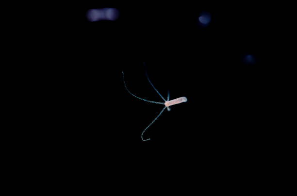 istock Freshwater hydra. Small aquarium parasite. 2041196212