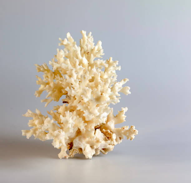 istock Sea coral souvenir. Isolated on a white background. 2041196759