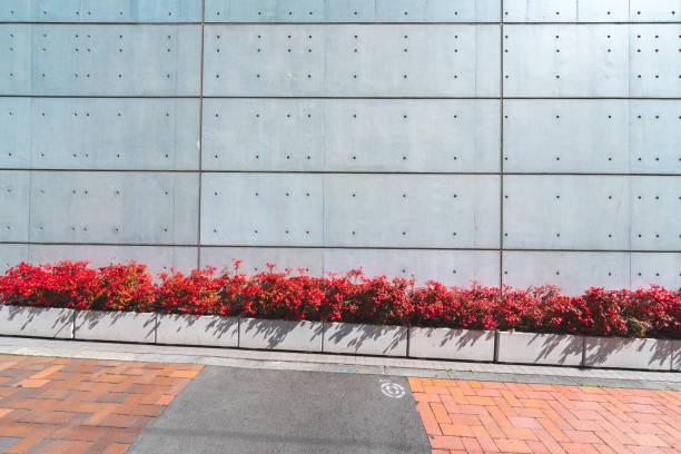 A wall full of roses