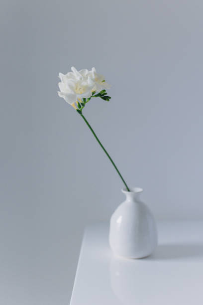 istock Beautiful white freesia flower in a vase on a grey background. 2041205570