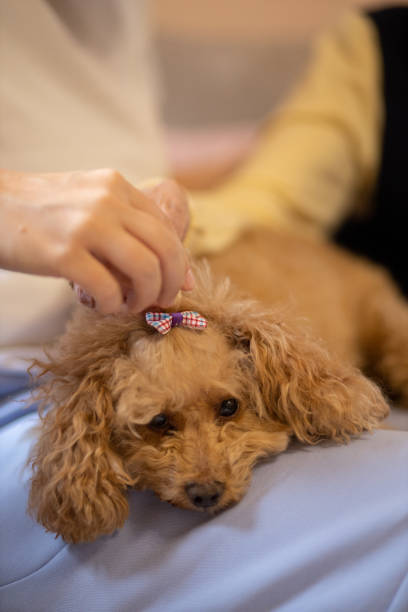 istock Toy red poodle laying in owners lap 2041210223