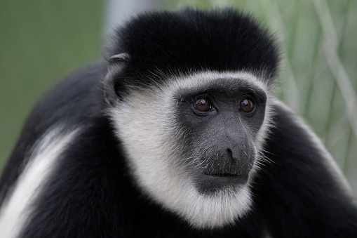 The Mantled Guereza (Colobus guereza), also known simply as the Guereza, the Eastern Black-and-White Colobus, or the Abyssinian Black-and-White Colobus.