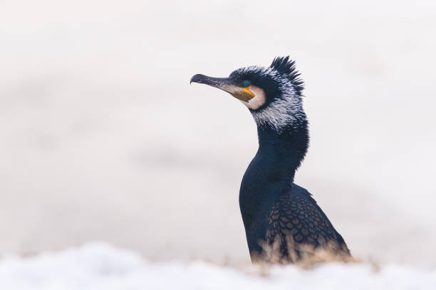 Cormorants are real 'punks' among birds with their large crest and green eyes. Portrait of a cool cormorant in the snow.
