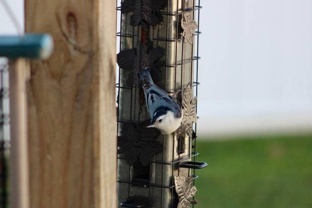 white breasted nuthatch - sunflower seed bird seed dried food healthy eating fotografías e imágenes de stock