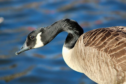 The close up view of a canada goose swimming in a lake.