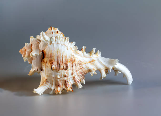istock Seashell of Chicoreus ramosus, the Ramose murex or Branched murex, lateral side view 2041233264