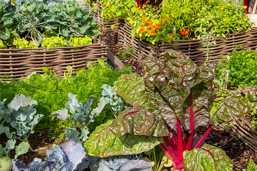 Chard, cabbage, carrots, cabbage, savoy cabbage, lettuce, herbs and flowers