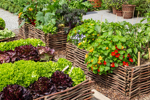 Mulberry, fig, pepper plants on sale in spring during Tre Giorni per il Giardino fair at Masino Castle near Turin, Italy.