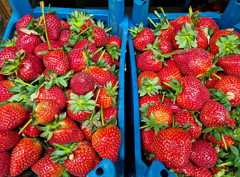 Fresh red strawberries in woman hand arranged in baskets ready for sale at marketplace. Selective focus.