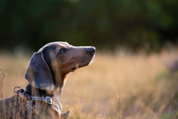 Blue and tan dachshund standing in dry grass with blurred background.