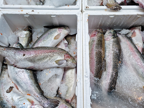 Pile of fresh fish market