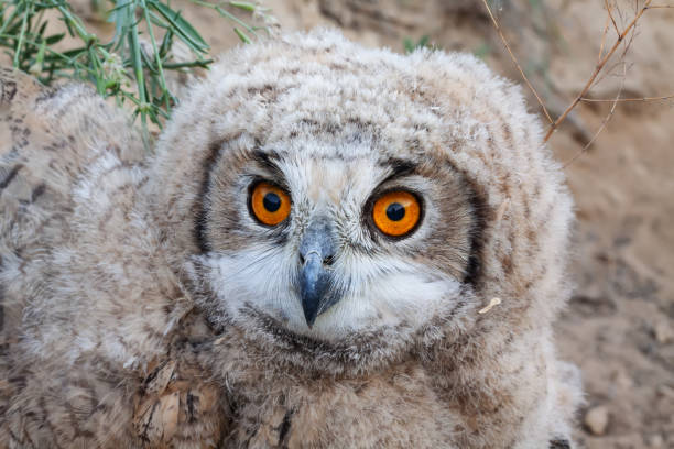 Portrait of Eurasian eagle-owl juvenile (Bubo bubo) sitting near the nest in natural desert habitats, Southern Kazakhstan