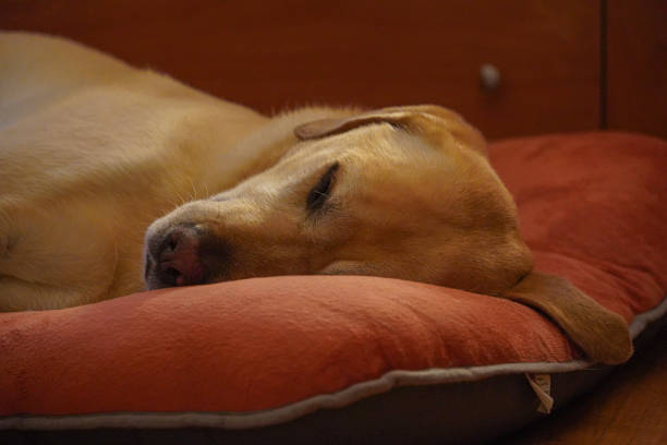 istock Labrador retriever dog sleeping in his bed 2041256889