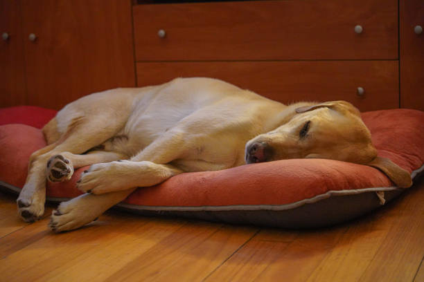 istock Labrador retriever dog sleeping in his bed 2041256890