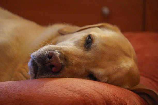 Photo of a sweet and tender black labrador retriever lying in sphinx position looking at the camera lens.