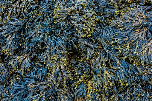 Spiral wrack seaweed background texture Fucus spiralis covered rocks on the shore of a UK beach.