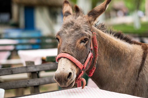 portrait of a donkey looking at the camera