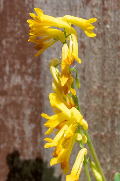 Yellow corydalis (pseudofumaria lutea) flowers Macro shot of yellow corydalis (pseudofumaria lutea) flowers in bloom corydalis lutea stock pictures, royalty-free photos & images