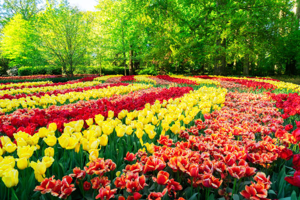 istock fresh lawn with flowers 2041287459