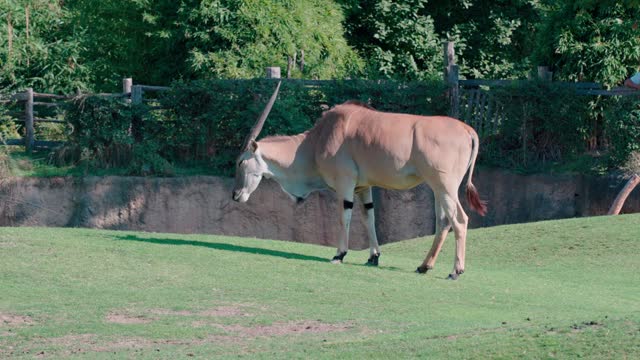 Profile slow motion view of Eland Taurotragus oryx shaking its head and tail