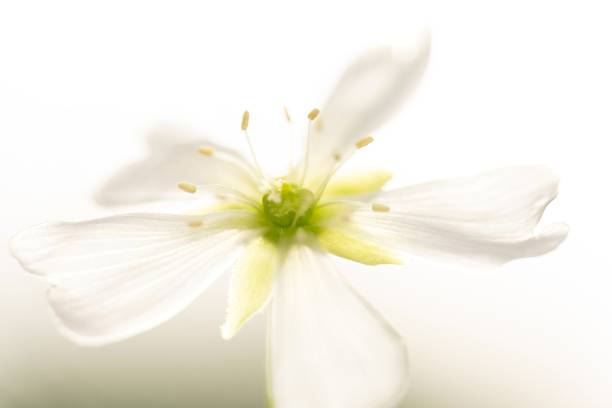 Beautiful tropical white flower on white isolated background. Extreme close image of inside white tulip flower. Venus Flytrap
