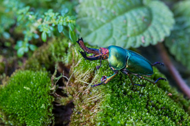 istock Longhorn beetle (Loesse sanguinolenta), Stag beetle on green moss. 2041309191