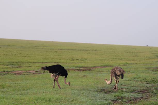 istock Male and female ostrich foraging 2041309195