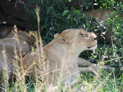 Lioness resting in shade after eating meal
