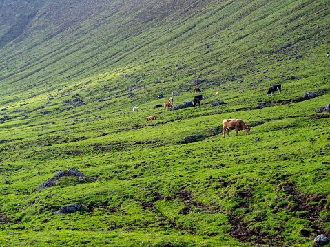 Cows grazin in the slops of Caldeirão do Corvo, Azores
