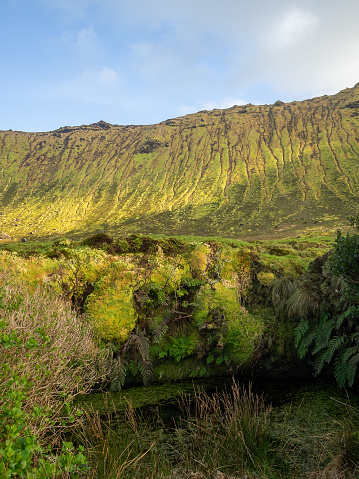 Moss and fern by the water inside the caldera of Caldeirão do Corvo, Azores