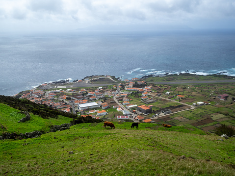 Cows grazing in the fields above Corvo village, Azores