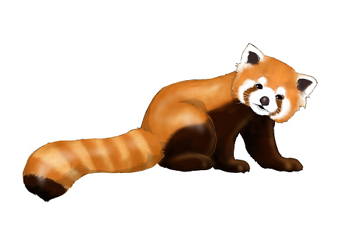 illustration of lesser panda looking isolated