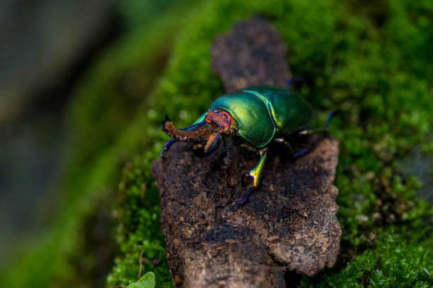 istock Longhorn beetle (Lamprima adolphinae), Stag beetle. Green Stag Beetle 2041326981