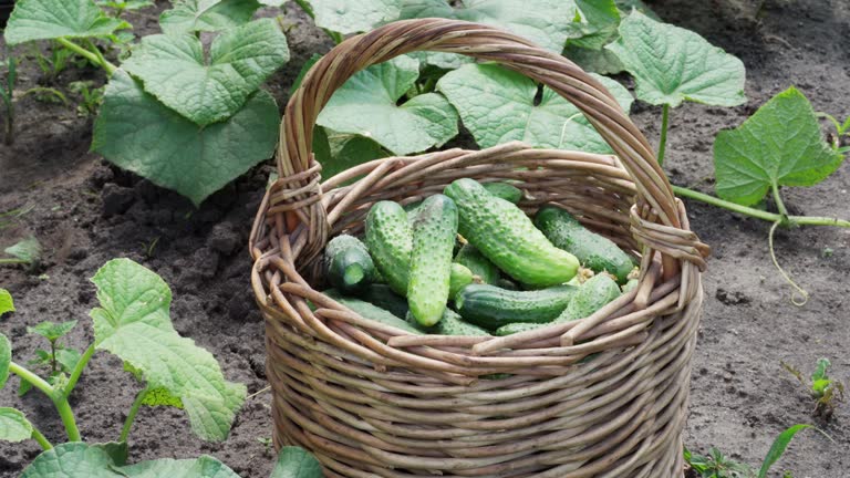 Man picking up fresh cucumbers on a plantation farm