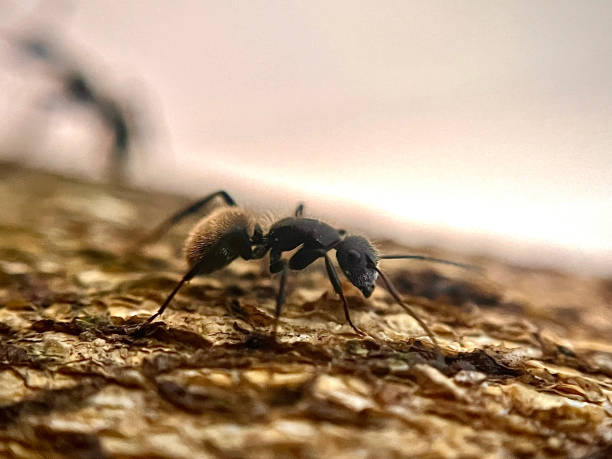 istock Stunning ant staring, in a macro photograph 2041328614
