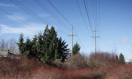 Rows of power lines above the Green Timbers Greenway in the Fleetwood-Tynehead neighbourhood of Surrey. Winter morning with a blue sky.
