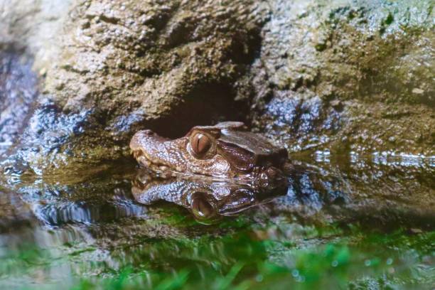 dwarf crocodile - african dwarf frog - fotografias e filmes do acervo