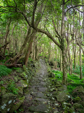El camino al Poço da Alagoinha, Isla de Flores photo
