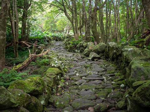 The path to Poço da Alagoinha, Flores Island photo