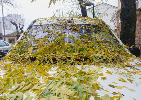 Vehicle full of dry leaves and branches over windshield and hood. Rainy and windy autumn days