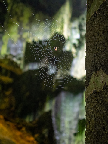 Spider web in a cave