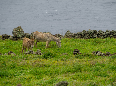 Dwarf donkeys grazing the filds by the sea, Graciosa Island, Azores