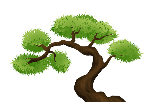 illustration of bonsai old  pine tree isolated