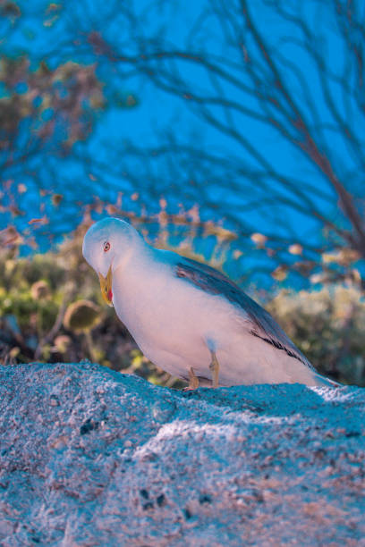 Seagull at Elba island - Tuscany - Italy